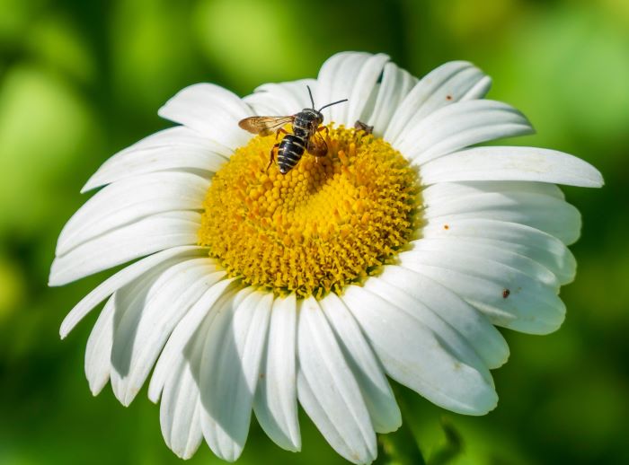 Bienenschutzgarten: Im Klostergarten des Elisabethinen-Krankenhauses haben Hunderte Bienen ein Zuhause gefunden.