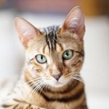 Young female Bengal Cat relaxing on Sofa, quite overexposed Picture, natural Light, Sony Alpha a 99 at 1600 ISO